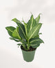 Dieffenbachia Sterling plant in a pot