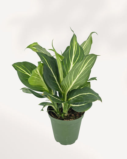 Dieffenbachia Sterling plant in a pot