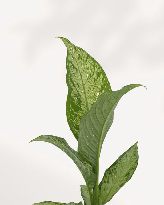 Front top view of a Dieffenbachia Tiki showing full leafy growth, a compact and easy care houseplant great for Canadian homes and offices