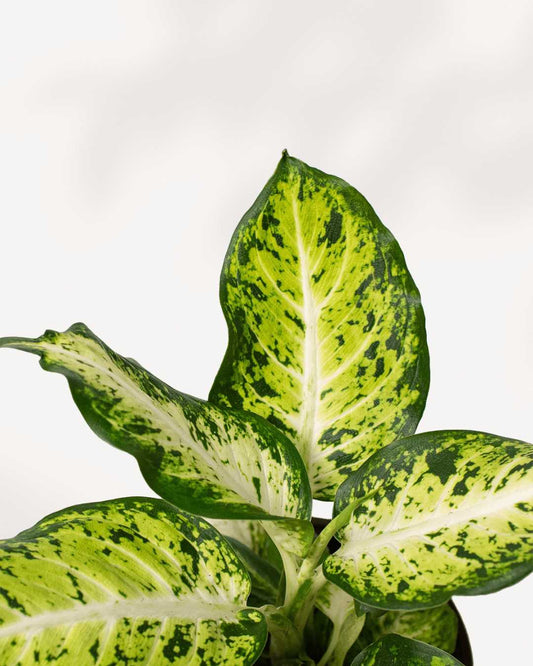 Dieffenbachia Amy 6" Pot - Medium