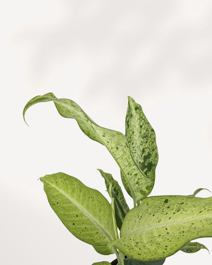 Close up of Dieffenbachia Camouflage leaves displaying intricate green variegation and tropical texture, a premium indoor houseplant for collectors and stylish living spaces in Canada.