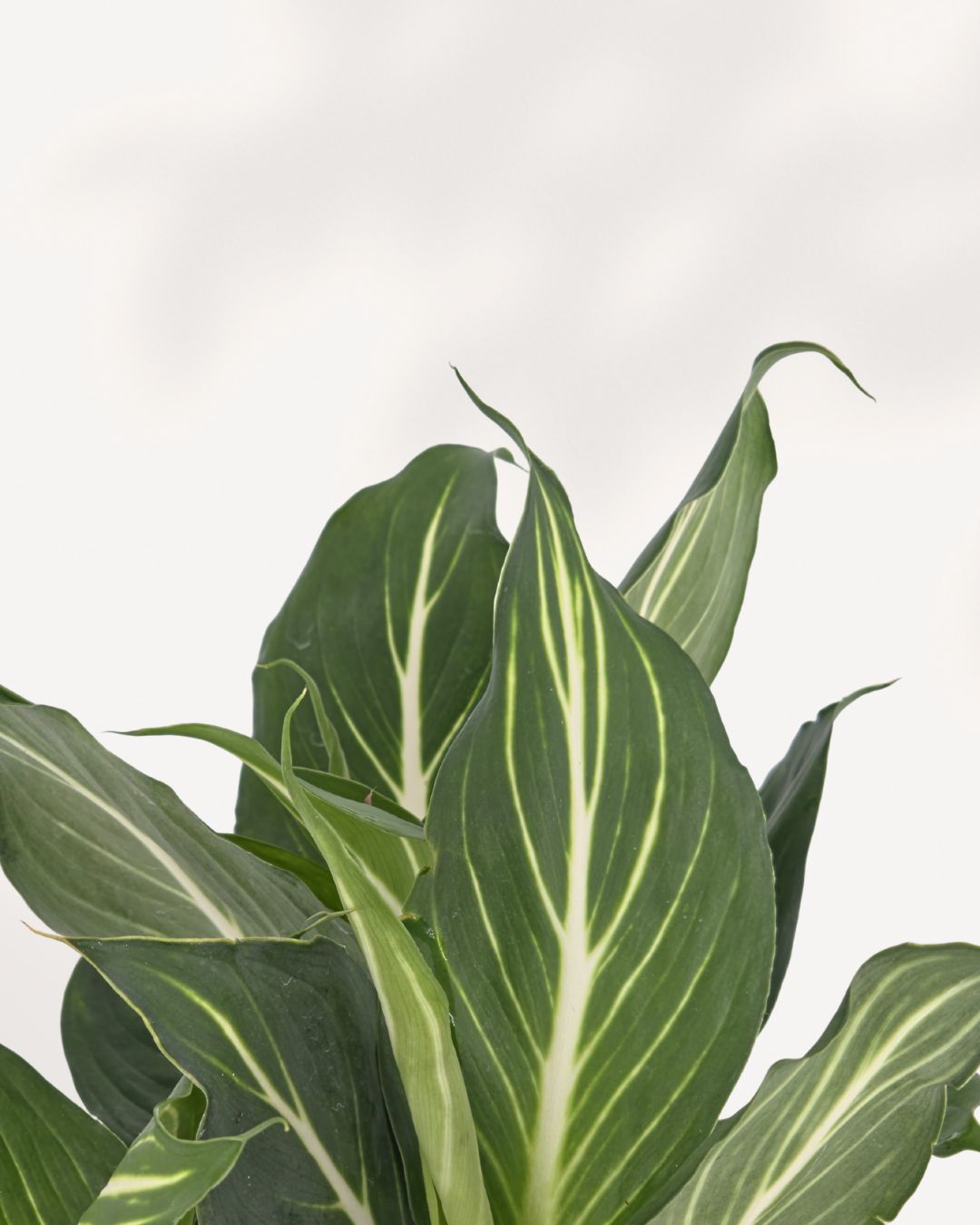 Close-up of Dieffenbachia Sterling's silver-veined leaves