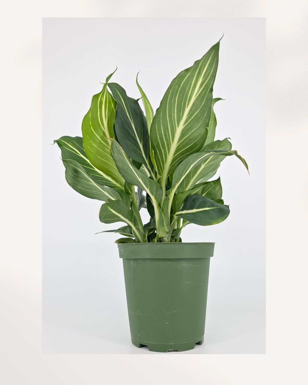Top view of Dieffenbachia Sterling's foliage