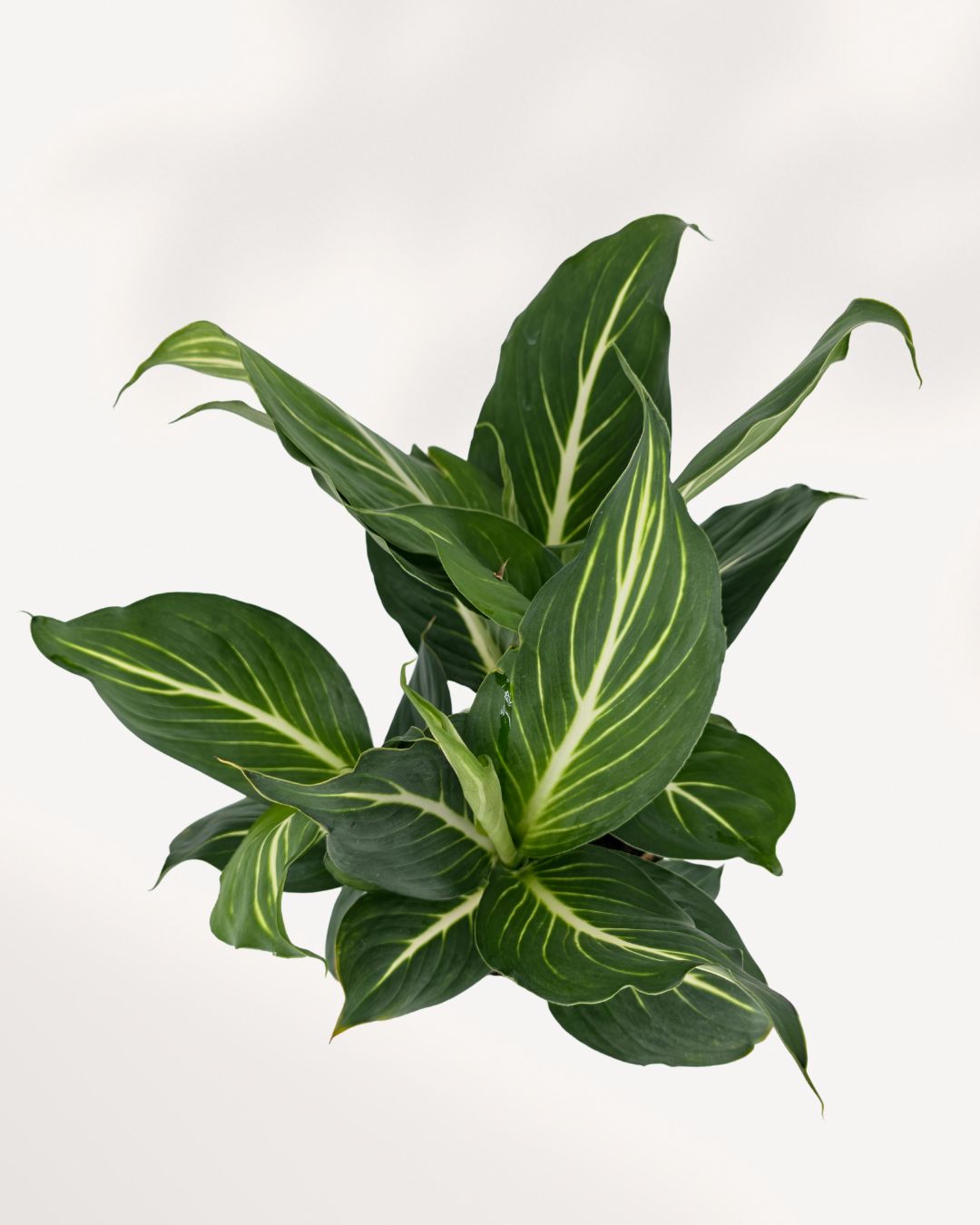 Dieffenbachia Sterling plant on a stand