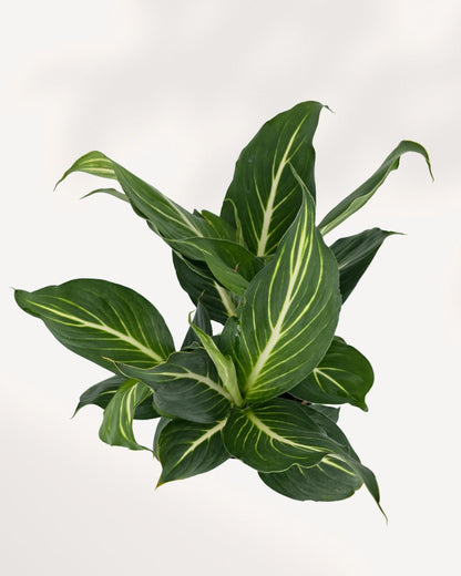 Dieffenbachia Sterling plant on a stand