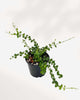 Dischidia Million Hearts 4" Pot - Small
