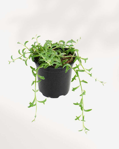 String of Dolphin 3.5” Pot - Small