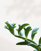 String of Dolphin trailing vines showing leaf detail