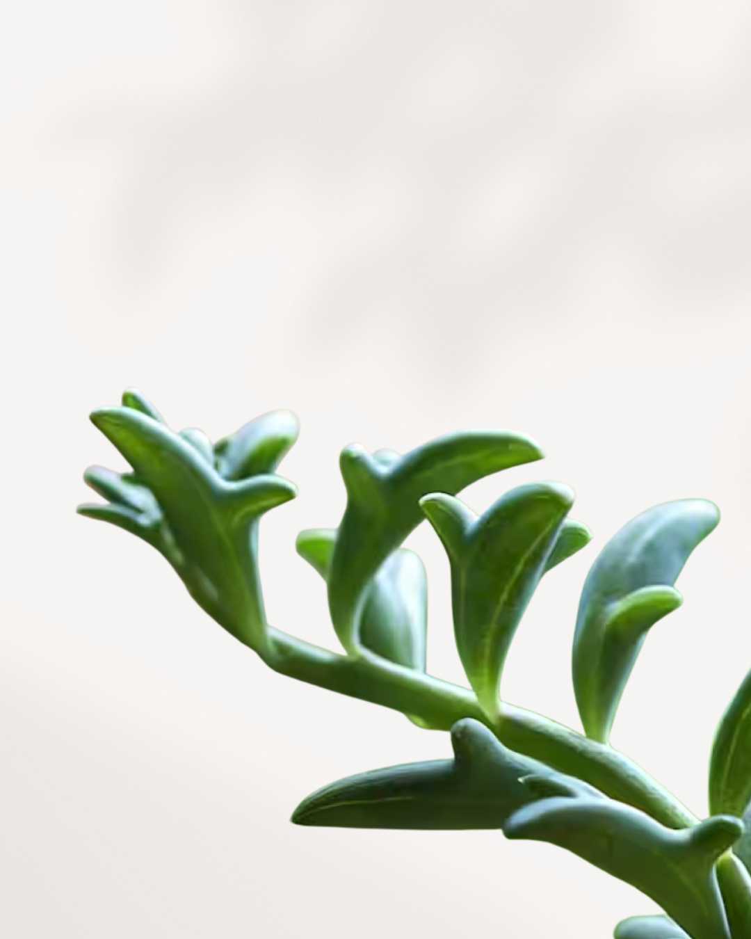 String of Dolphin trailing vines showing leaf detail