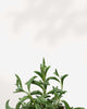 Close-up of String of Dolphin's curved dolphin-shaped leaves