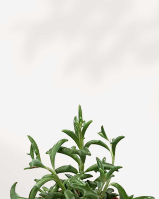 String of Dolphin 2.5" Pot - XSmall