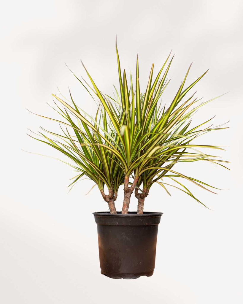 Dracaena Marginata Kiwi 6" Pot - Small