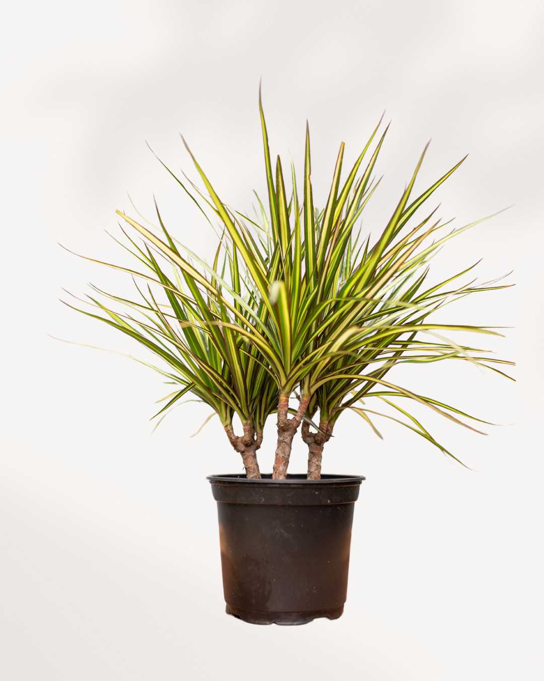 Dracaena Marginata Kiwi 6" Pot - Small