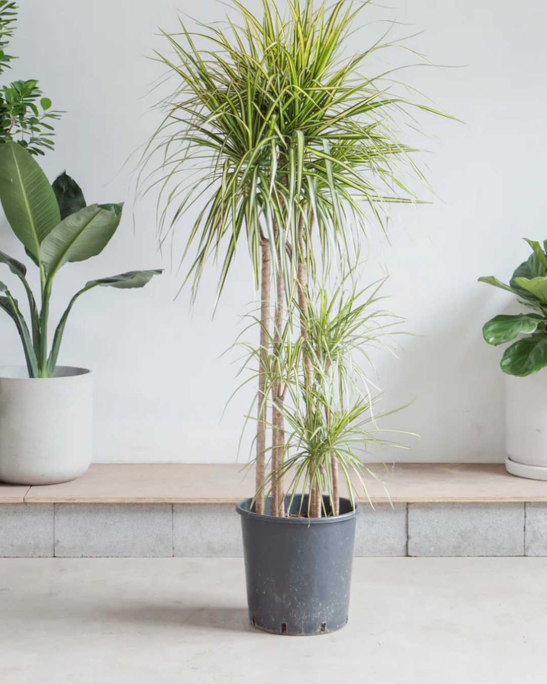 Dracaena Marginata Kiwi plant in a pot