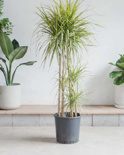 Dracaena Marginata Kiwi plant in a pot