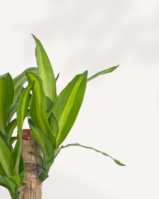 Front top view of a Dracaena Corn Plant showing full leafy growth, a low-maintenance houseplant great for Canadian homes and offices