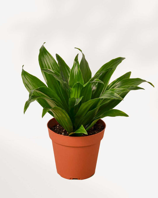 Dracaena Janet Craig 4" Pot - Small