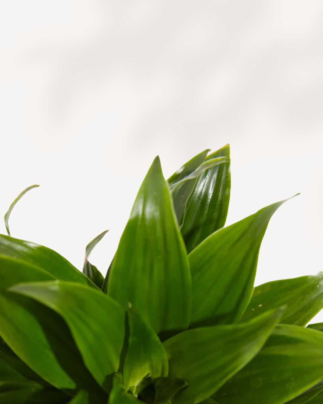 Close-up of Dracaena Janet Craig's glossy leaves