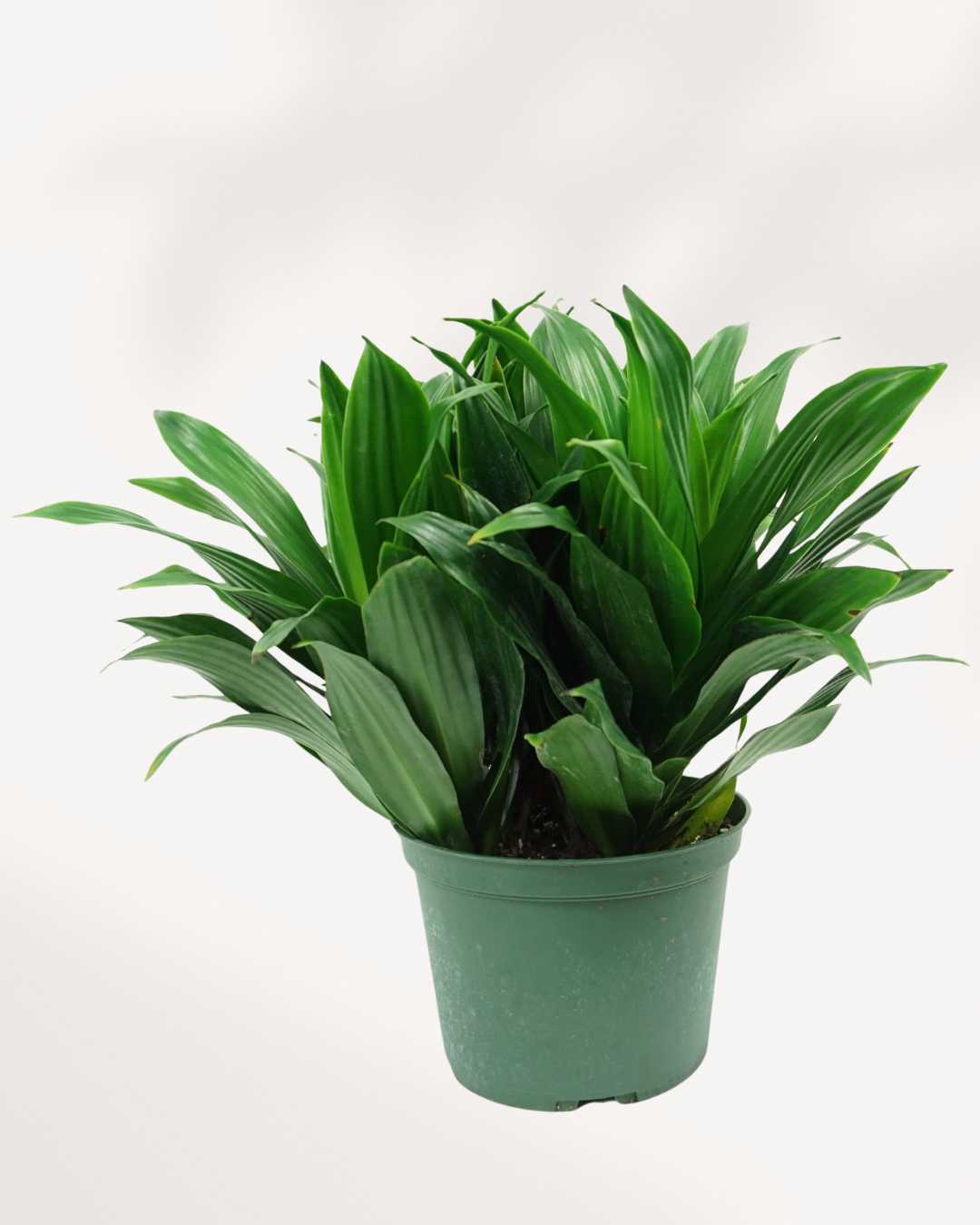 Dracaena Janet Craig 6" Pot - Medium