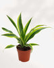Dracaena Lemon Lime 4" Pot - Small