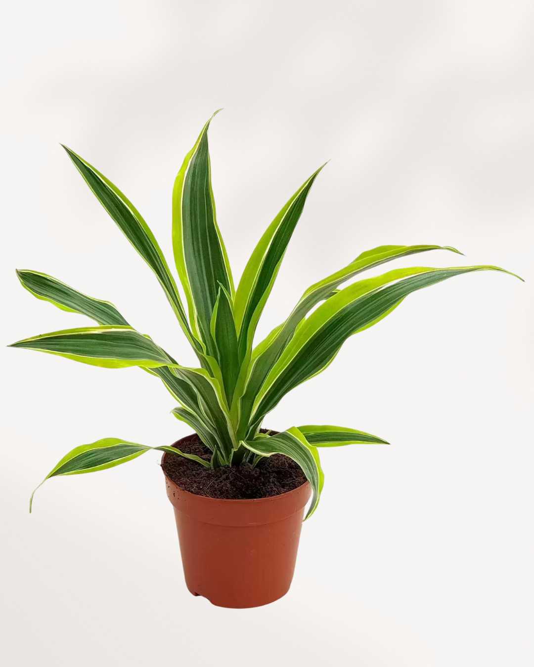 Dracaena Lemon Lime 4" Pot - Small