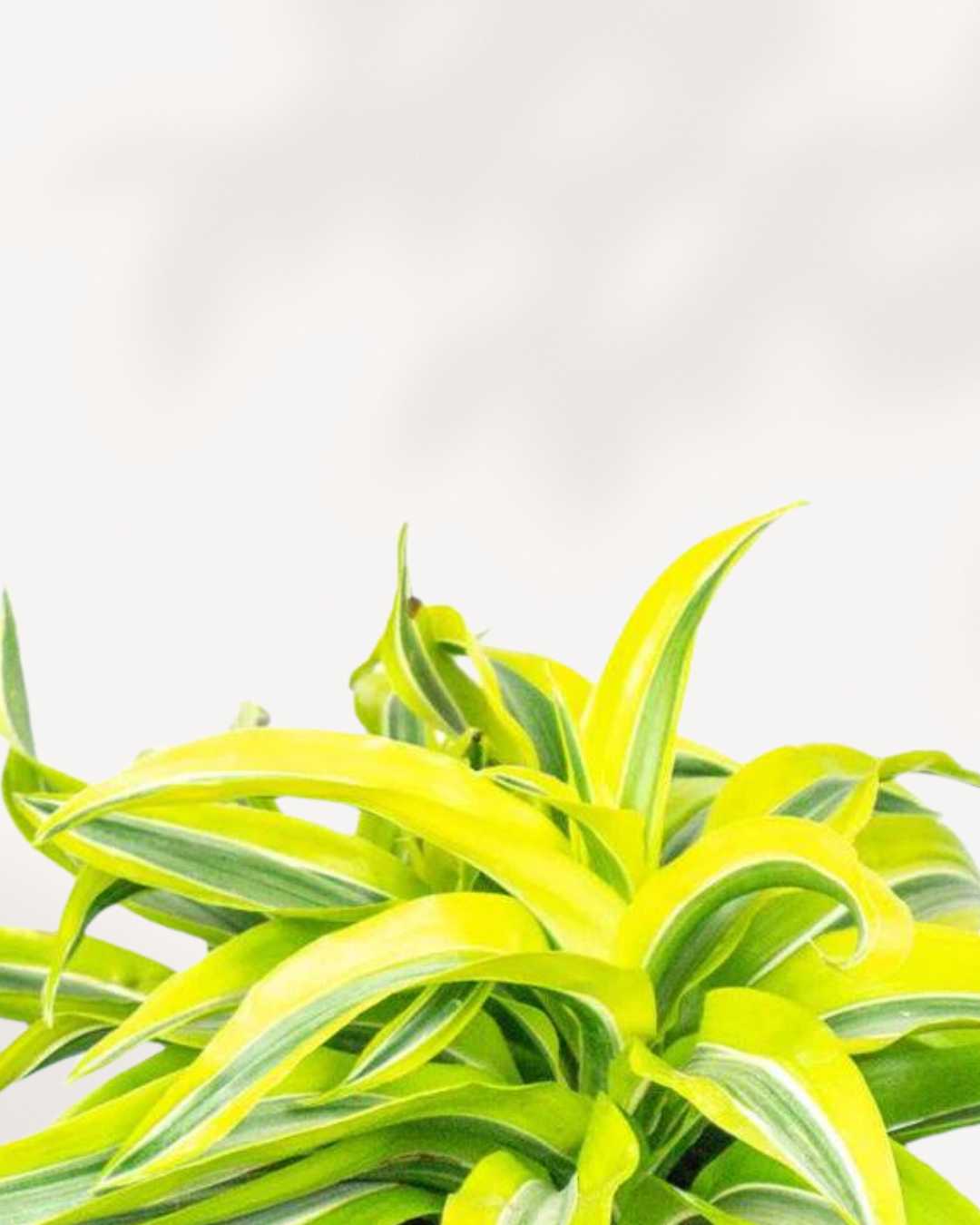 Close-up of Dracaena Lemon Lime Surprise's striped leaves