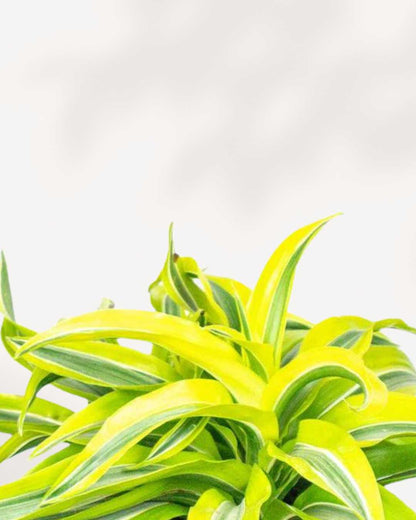 Close-up of Dracaena Lemon Lime Surprise's striped leaves