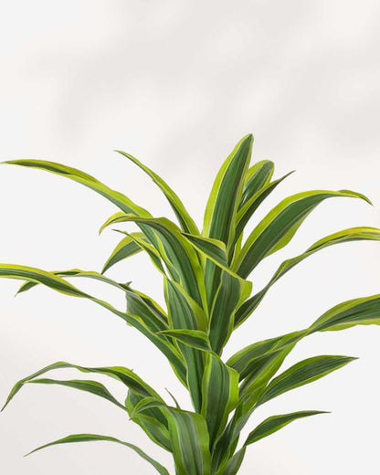 Close-up of Dracaena Lemon Lime's chartreuse leaves
