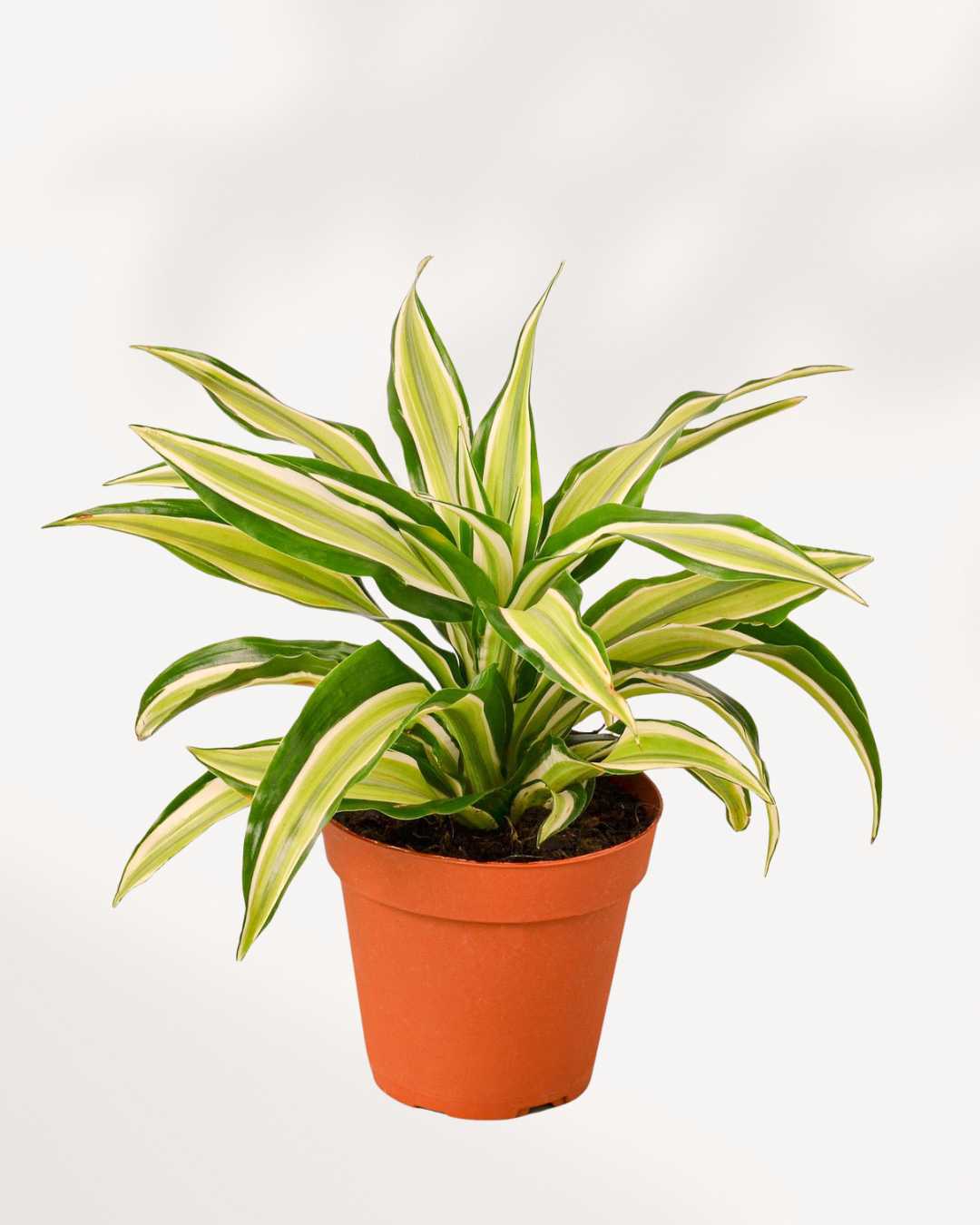 Dracaena Malaika Lime 4" Pot - Small