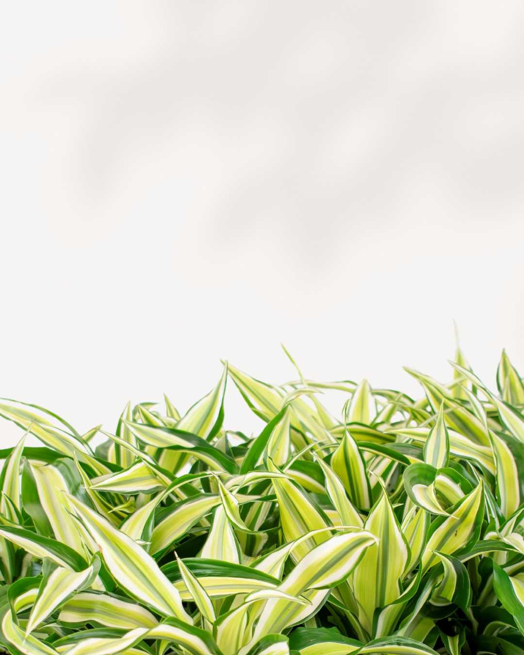 Close-up of Dracaena Malaika Lime's striped leaves