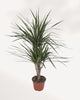 Side angle view of Dracaena Marginata Cane Set showing the staggered cane heights and lush crown foliage