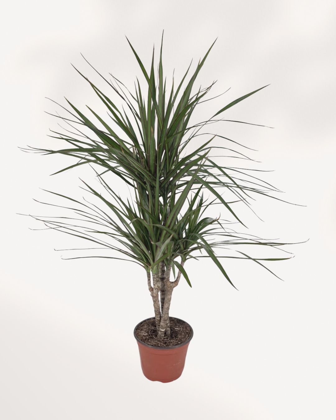 Side angle view of Dracaena Marginata Cane Set showing the staggered cane heights and lush crown foliage