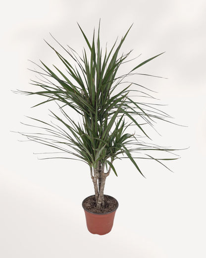 Side angle view of Dracaena Marginata Cane Set showing the staggered cane heights and lush crown foliage