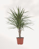 Front view of Dracaena Marginata Cane Set showcasing upright architectural growth and vibrant tropical foliage perfect for indoor air purifying plant collections in Toronto GTA