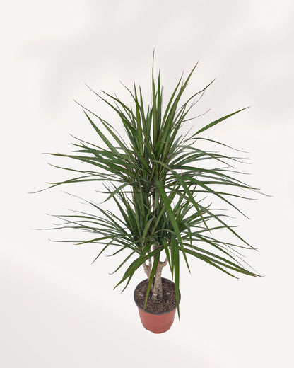 Front angle view of Dracaena Marginata Cane Set displaying multiple cane stems and layered foliage creating a bold statement indoor plant available online and in store Richmond Hill GTA