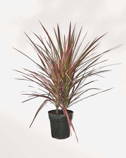 Dracaena Marginata Tricolor 6" Pot - Medium