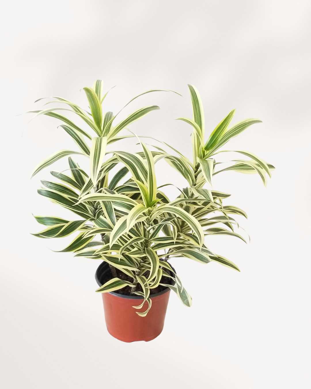 Dracaena Reflexa 'Song of India' indoor plant in a 6-inch pot, showing its full upright foliage