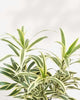 Close-up of Dracaena Reflexa 'Song of India' variegated leaves with yellow and green striping