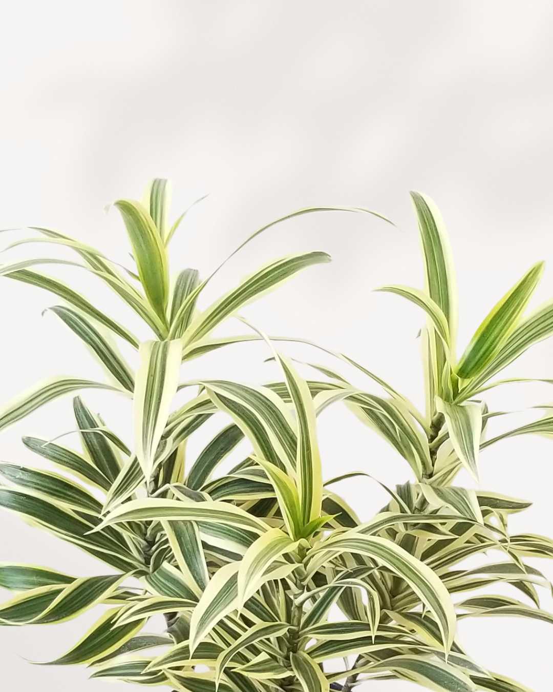 Close-up of Dracaena Reflexa 'Song of India' variegated leaves with yellow and green striping