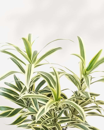 Close-up of Dracaena Reflexa 'Song of India' variegated leaves with yellow and green striping