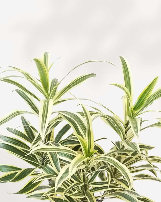Dracaena Reflexa 'Song of India' indoor plant in a 6-inch pot, showing its full upright foliage