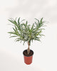 Front top view of Dracaena Reflexa Variegated Braid showcasing its braided stems and vibrant variegated leaves, premium indoor houseplant for homes and offices across Canada.