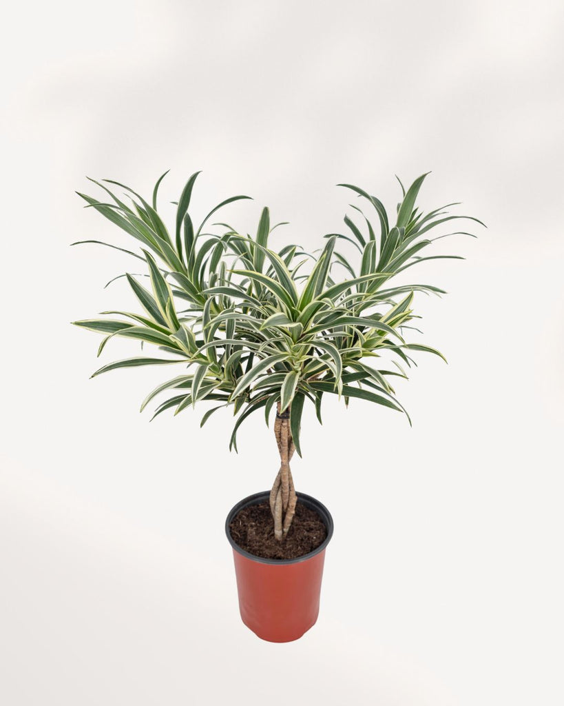 Front top view of Dracaena Reflexa Variegated Braid showcasing its braided stems and vibrant variegated leaves, premium indoor houseplant for homes and offices across Canada.