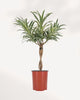 Dracaena Reflexa Variegated Braid indoor plant with braided trunk and lush variegated green foliage, perfect for home decor, available online in Richmond Hill with delivery across GTA Toronto and Canada.