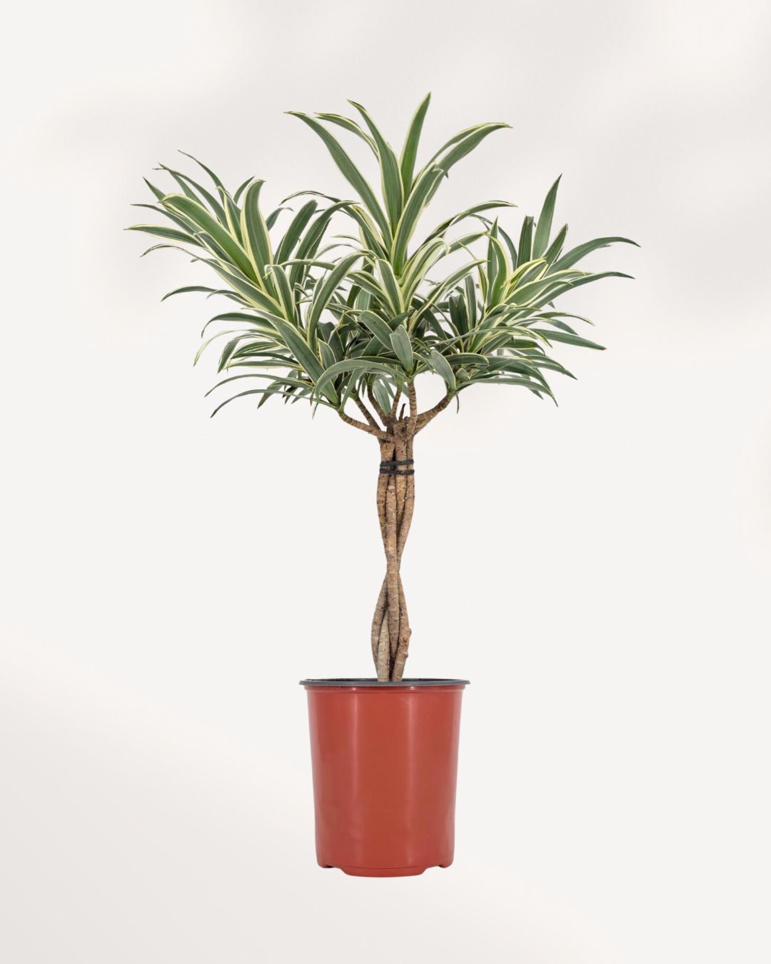 Dracaena Reflexa Variegated Braid indoor plant with braided trunk and lush variegated green foliage, perfect for home decor, available online in Richmond Hill with delivery across GTA Toronto and Canada.