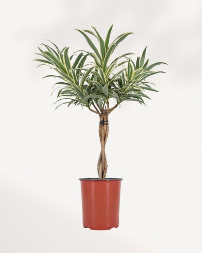 Dracaena Reflexa Variegated Braid indoor plant with braided trunk and lush variegated green foliage, perfect for home decor, available online in Richmond Hill with delivery across GTA Toronto and Canada.
