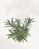 Top view of Dracaena Reflexa Variegated Braid displaying dense variegated foliage and symmetrical growth, premium indoor plant delivered across GTA Toronto and Canada or available in store in Richmond Hill.