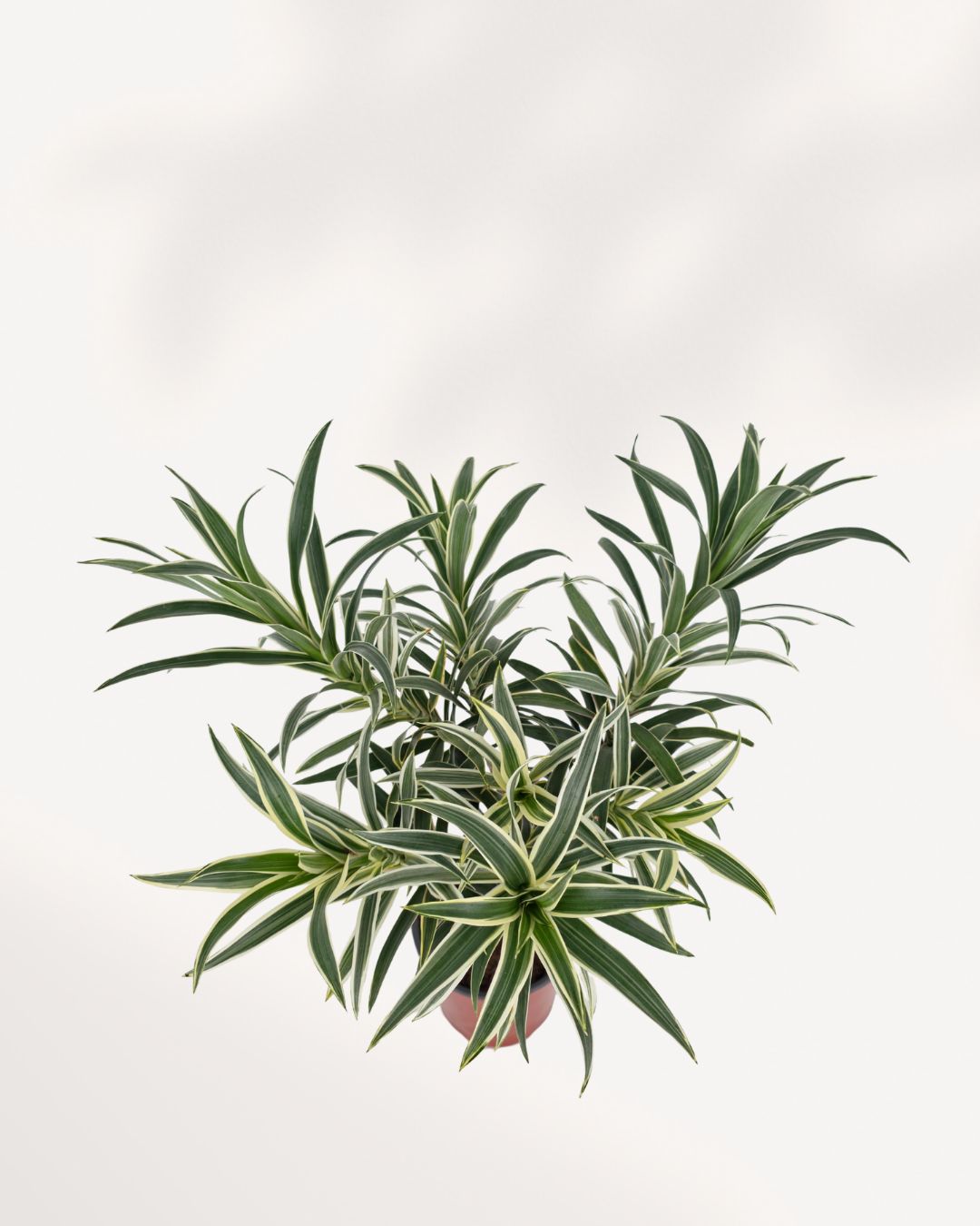 Top view of Dracaena Reflexa Variegated Braid displaying dense variegated foliage and symmetrical growth, premium indoor plant delivered across GTA Toronto and Canada or available in store in Richmond Hill.