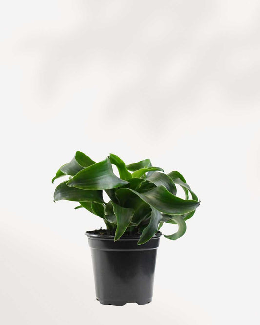 Dracaena Twist - Dracaena Fragrans Twister 4" Pot - Small