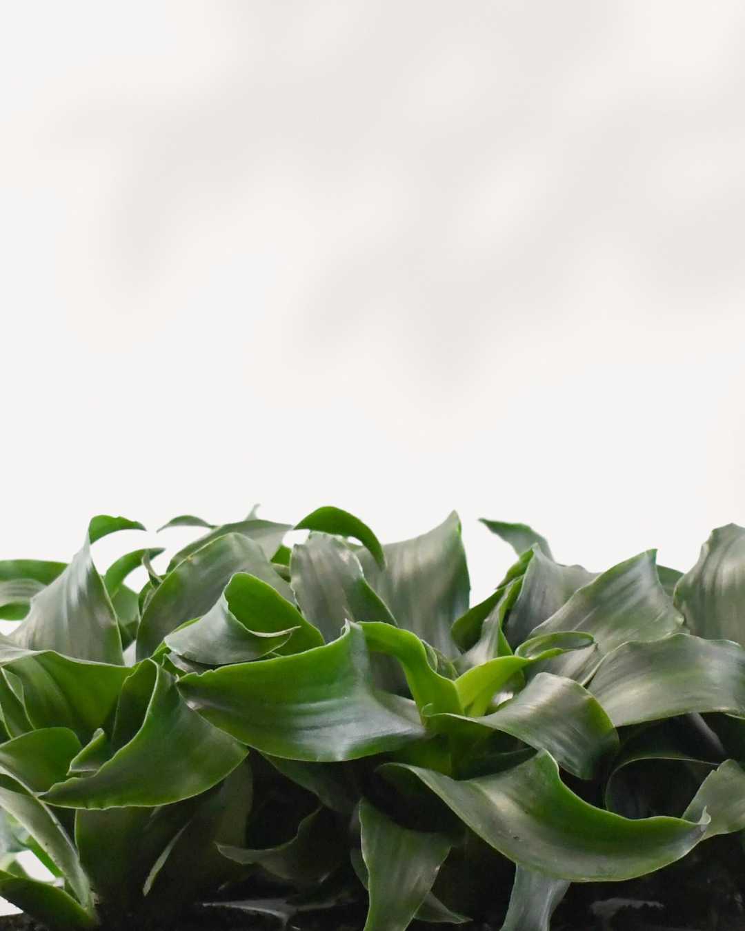 Close-up of Dracaena Twist's spiraled leaves